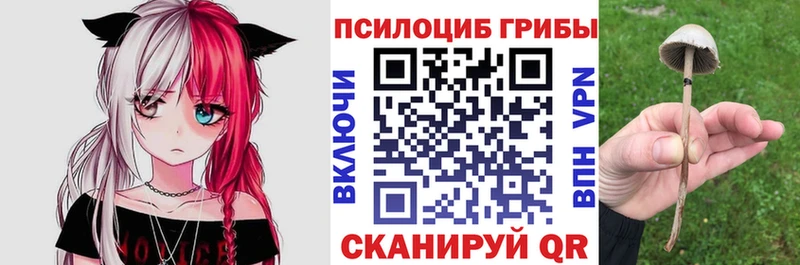 Купить закладки  Ветлуга  Галлюциногенные грибы мицелий 